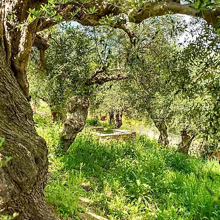 Hotel Hakuna Matata Holidays Wooden With Airco & Pool In Greek Olive Grove