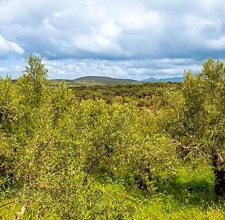 Hakuna Matata Holidays Wooden With Airco & Pool In Greek Olive Grove Hotel