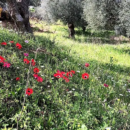 Hakuna Matata Holidays Wooden With Airco & Pool In Greek Olive Grove Methone