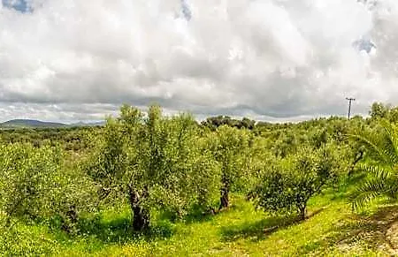 Hakuna Matata Holidays Wooden With Airco & Pool In Greek Olive Grove * Methone